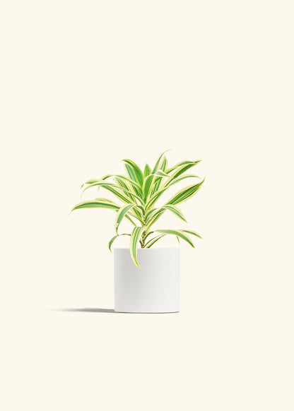 Dracaena Song of India in a 4 inches White Classic Cylinder Planter 