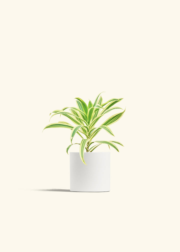 Dracaena Song of India in a 4 inches White Classic Cylinder Planter 