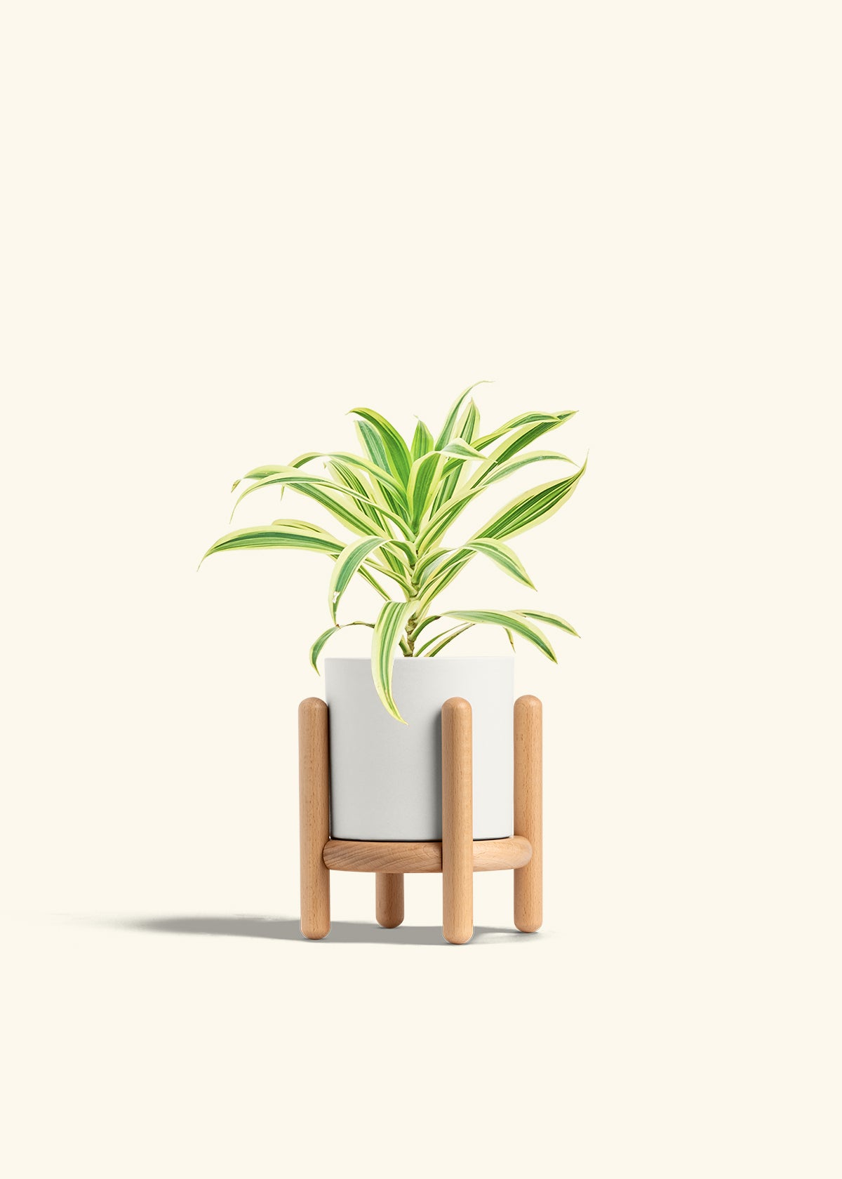 Dracaena Song of India in a 4 inches White Classic Cylinder Planter in a Beech Wood Stand