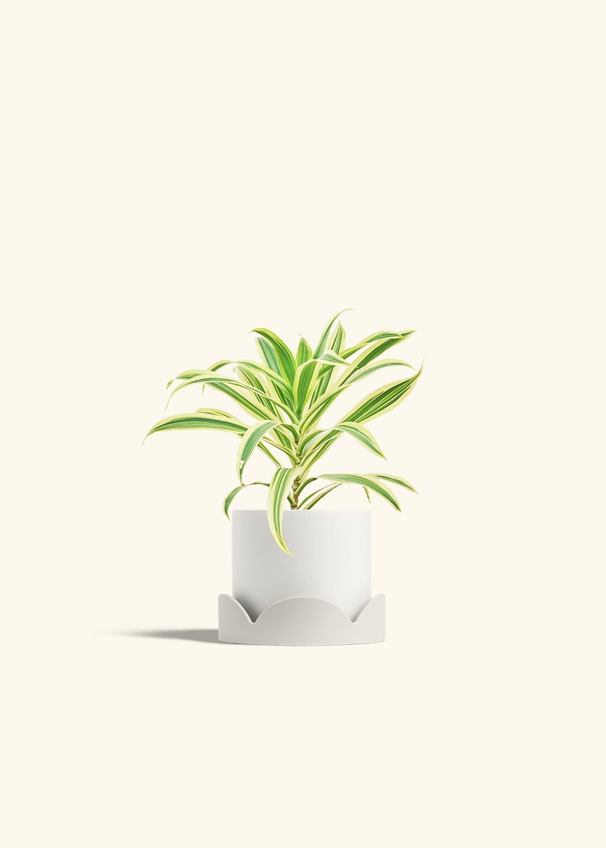 amazon india indoor plants Song of India Plant (Dracaena reflexa) – Hey Rooted