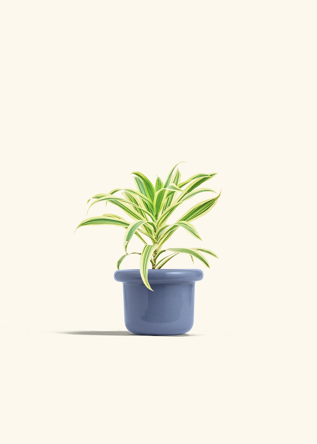 Dracaena Song of India in a 4 inches Fat Lip Blue Planter 