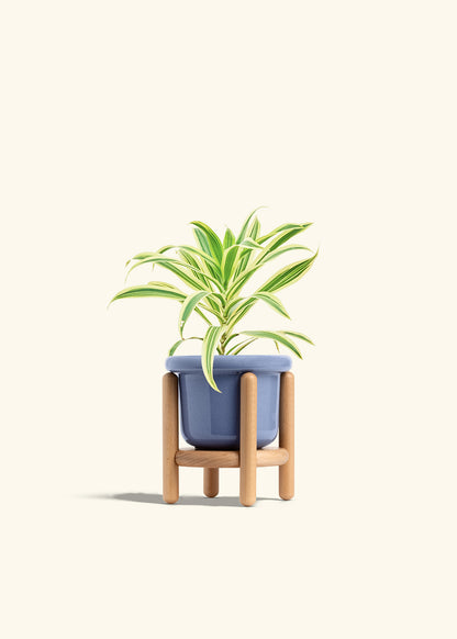 Dracaena Song of India in a 4 inches Fat Lip Blue Planter in a Beech Wood Stand