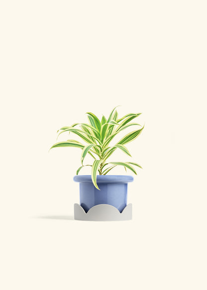 Dracaena Song of India in a 4 inches Fat Lip Blue Planter in a Oat Petal Drip Tray