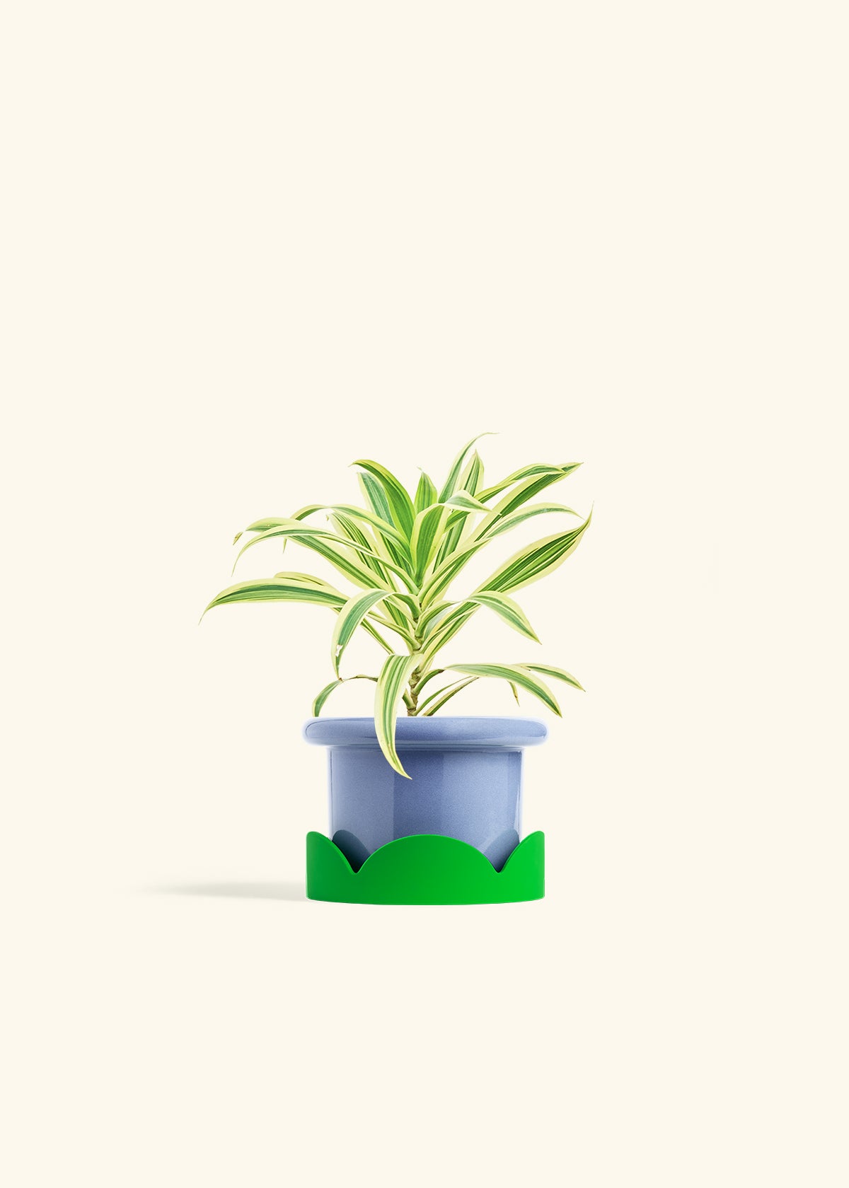 Dracaena Song of India in a 4 inches Fat Lip Blue Planter in a Shamrock Petal Drip Tray