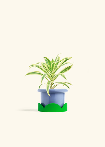 Dracaena Song of India in a 4 inches Fat Lip Blue Planter in a Shamrock Petal Drip Tray