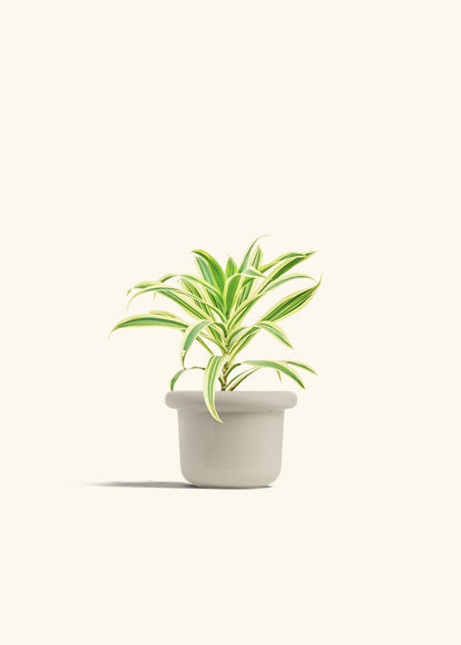 Dracaena Song of India in a 4 inches White Classic Cylinder Planter in a Oat Petal Drip Tray