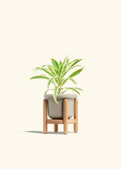 Dracaena Song of India in a 4 inches Fat Lip Oat Planter in a Beech Wood Stand
