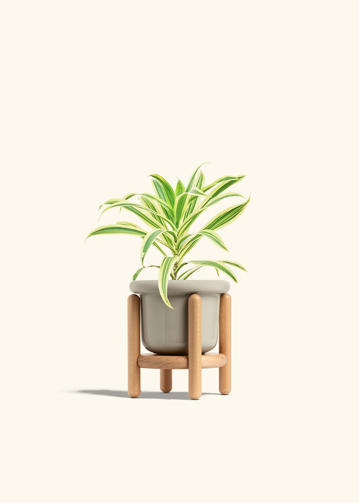 Dracaena Song of India in a 4 inches Fat Lip Oat Planter in a Beech Wood Stand