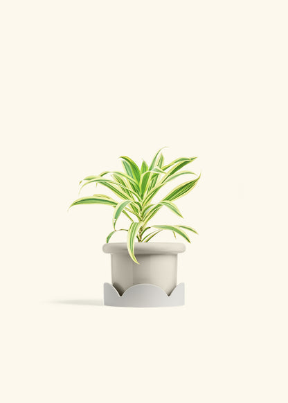 Dracaena Song of India in a 4 inches Fat Lip Oat Planter in a Shamrock Petal Drip Tray