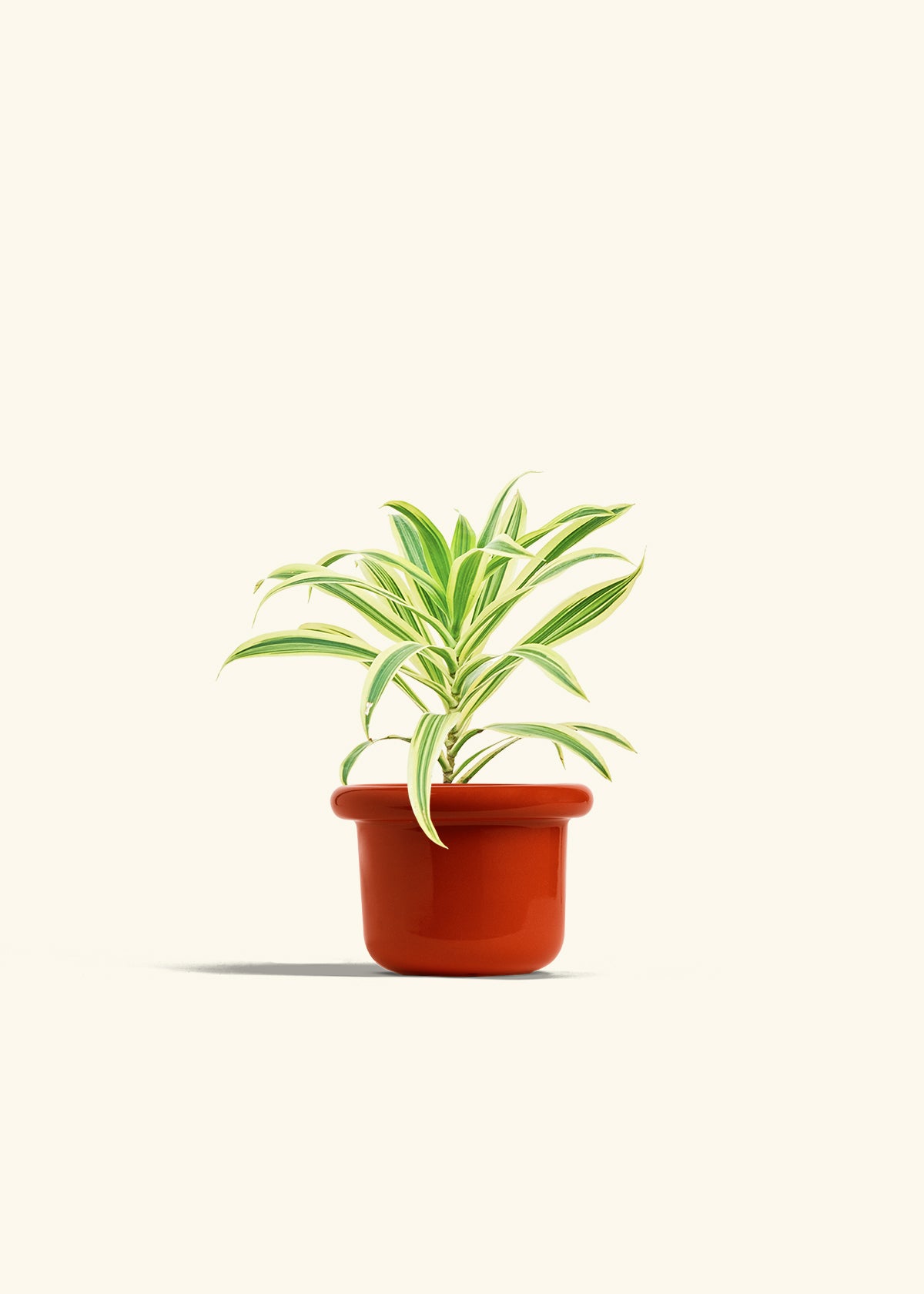 Dracaena Song of India in a 4 inches Fat Lip Red Planter 