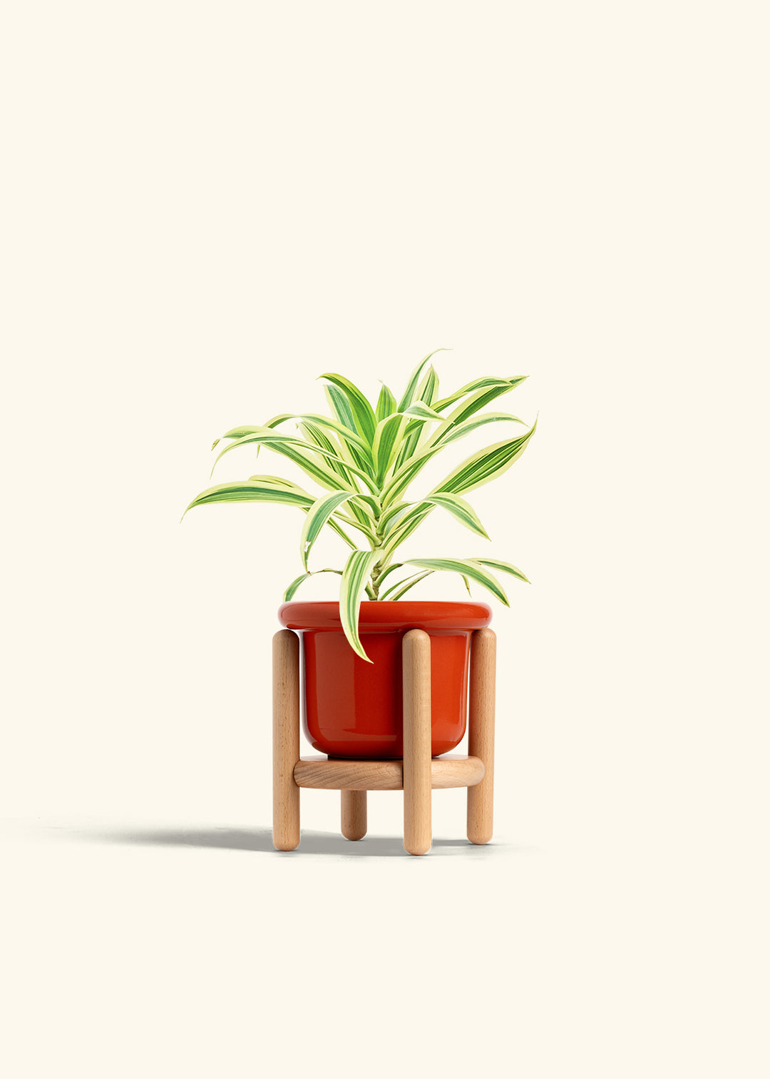 Dracaena Song of India in a 4 inches Fat Lip Red Planter in a Beech Wood Stand