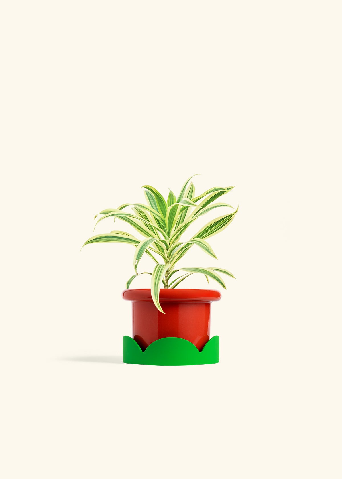 red dracaena reflexa Song of India Plant (Dracaena reflexa)
