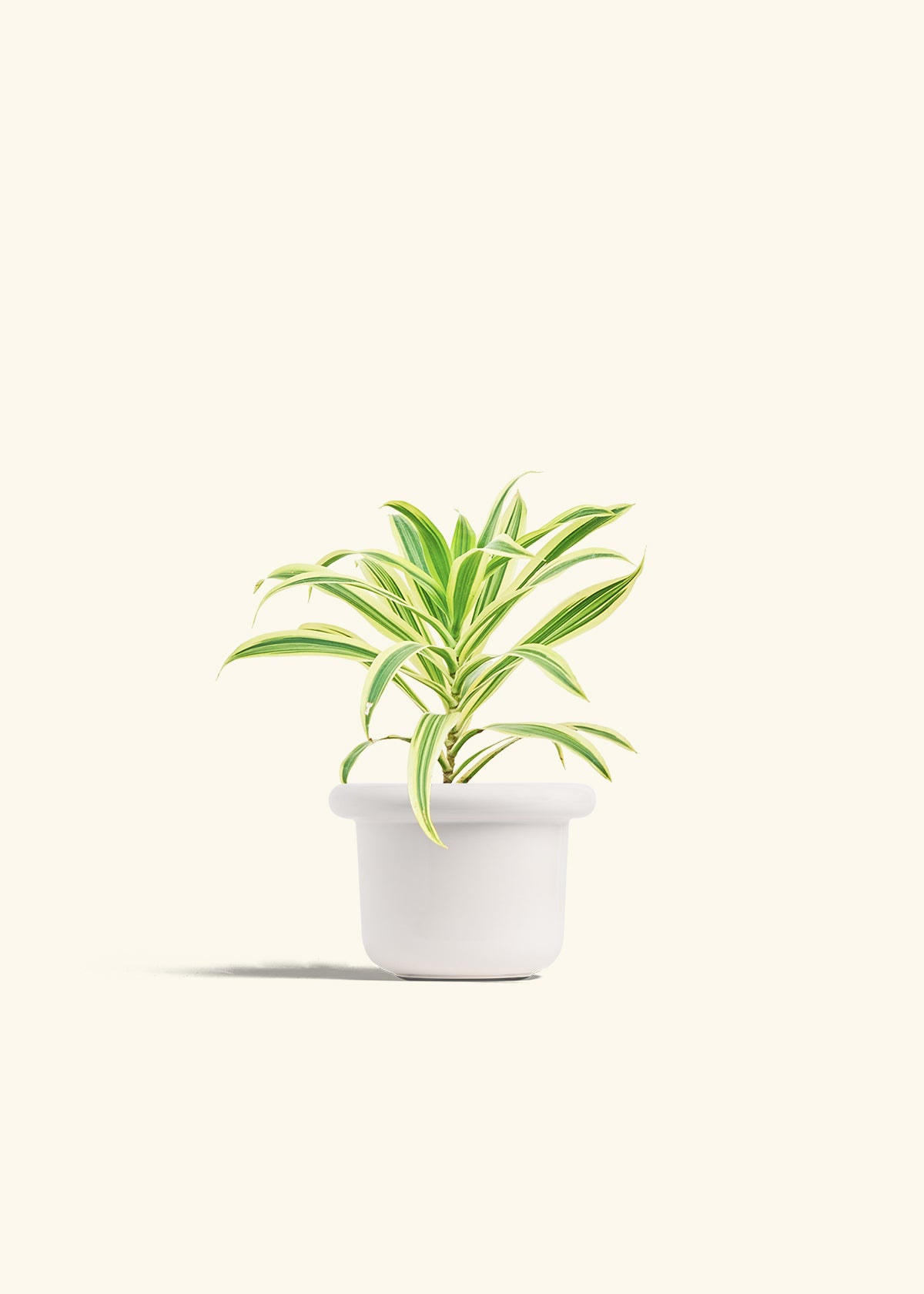 Dracaena Song of India in a 4 inches Fat Lip White Planter 