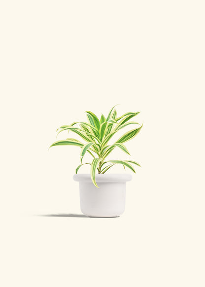 Dracaena Song of India in a 4 inches Fat Lip White Planter 