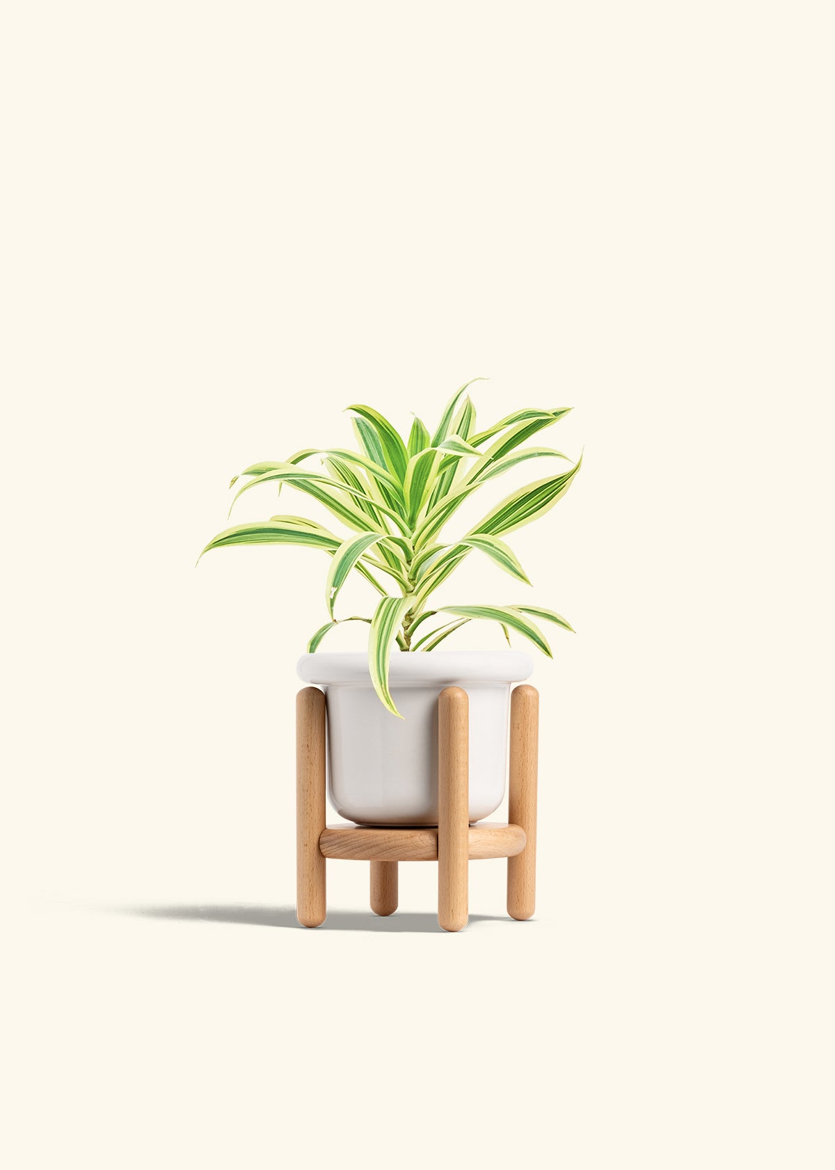 planterina potting mix Song of India Plant (Dracaena reflexa)