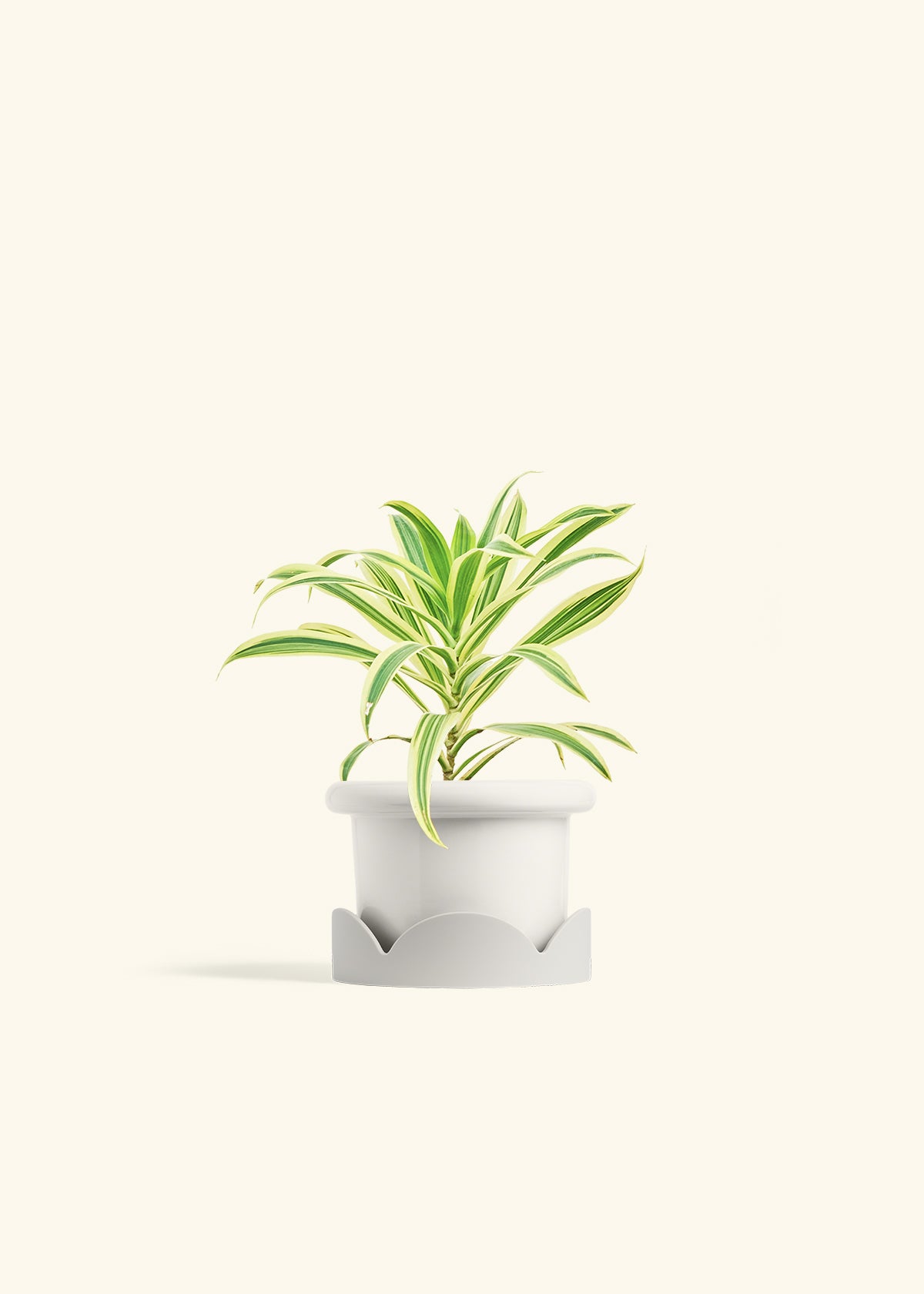 Dracaena Song of India in a 4 inches Fat Lip White Planter in a Oat Petal Drip Tray