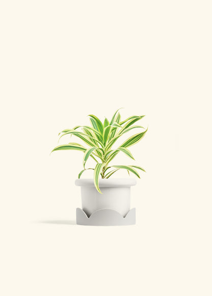 Dracaena Song of India in a 4 inches Fat Lip White Planter in a Oat Petal Drip Tray