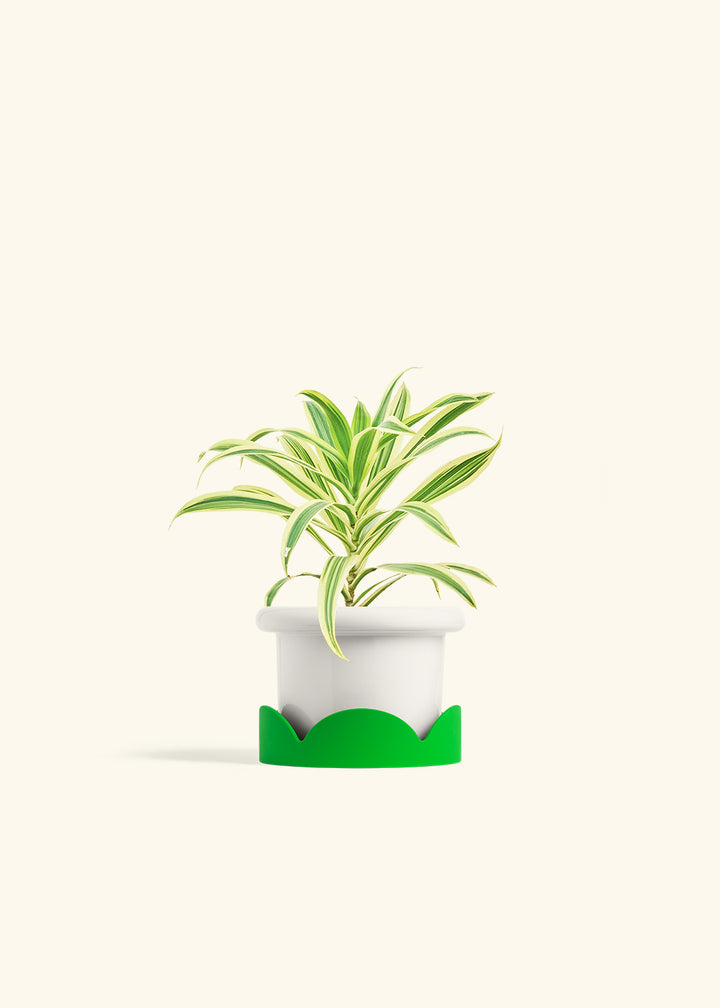 Dracaena Song of India in a 4 inches Fat Lip White Planter in a Shamrock Petal Drip Tray