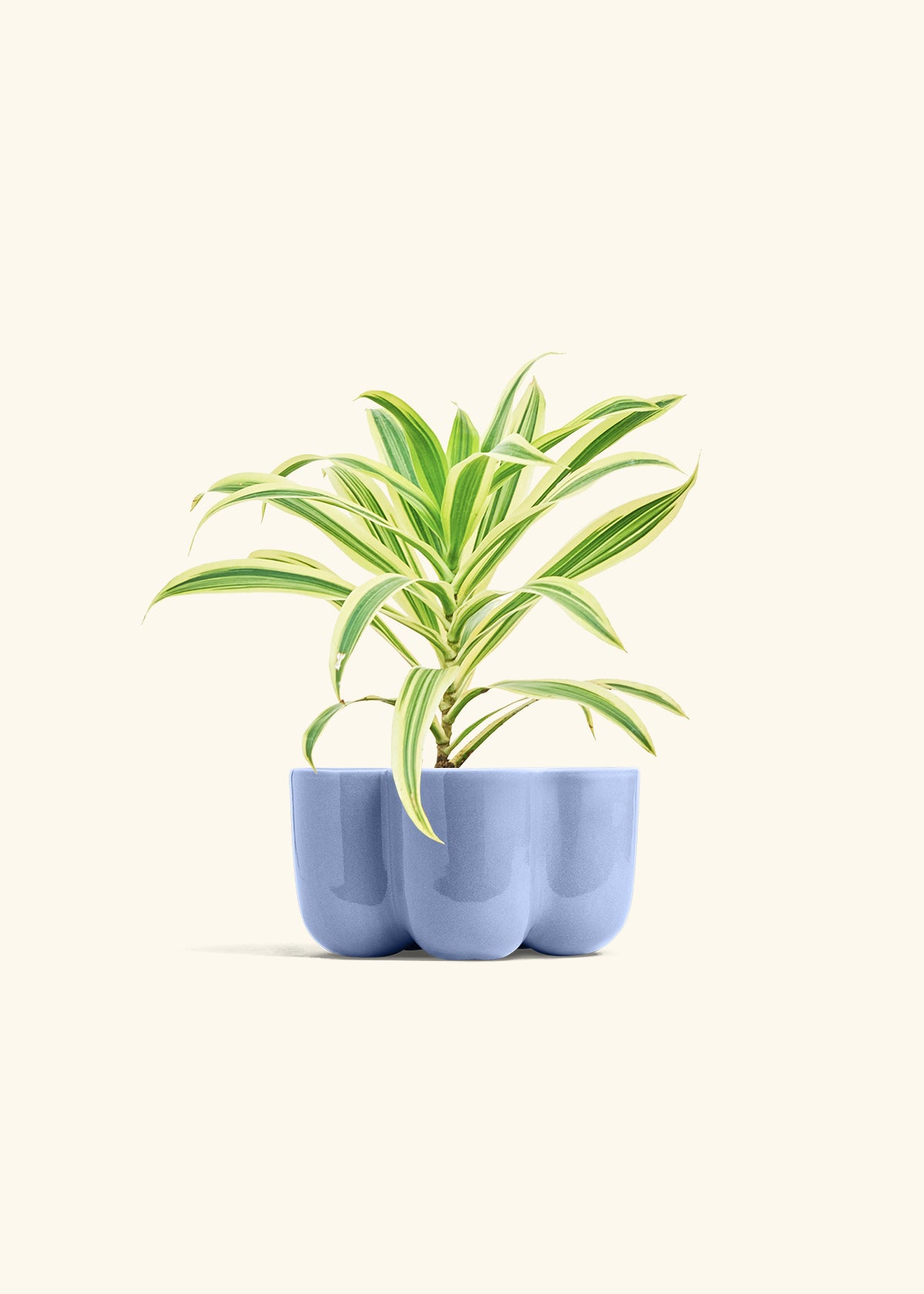 Dracaena Song of India in a 4 inches in a Blue Petal Planter