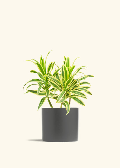 Dracaena Song of India in a 6 inches Charcoal Classic Cylinder Planter 