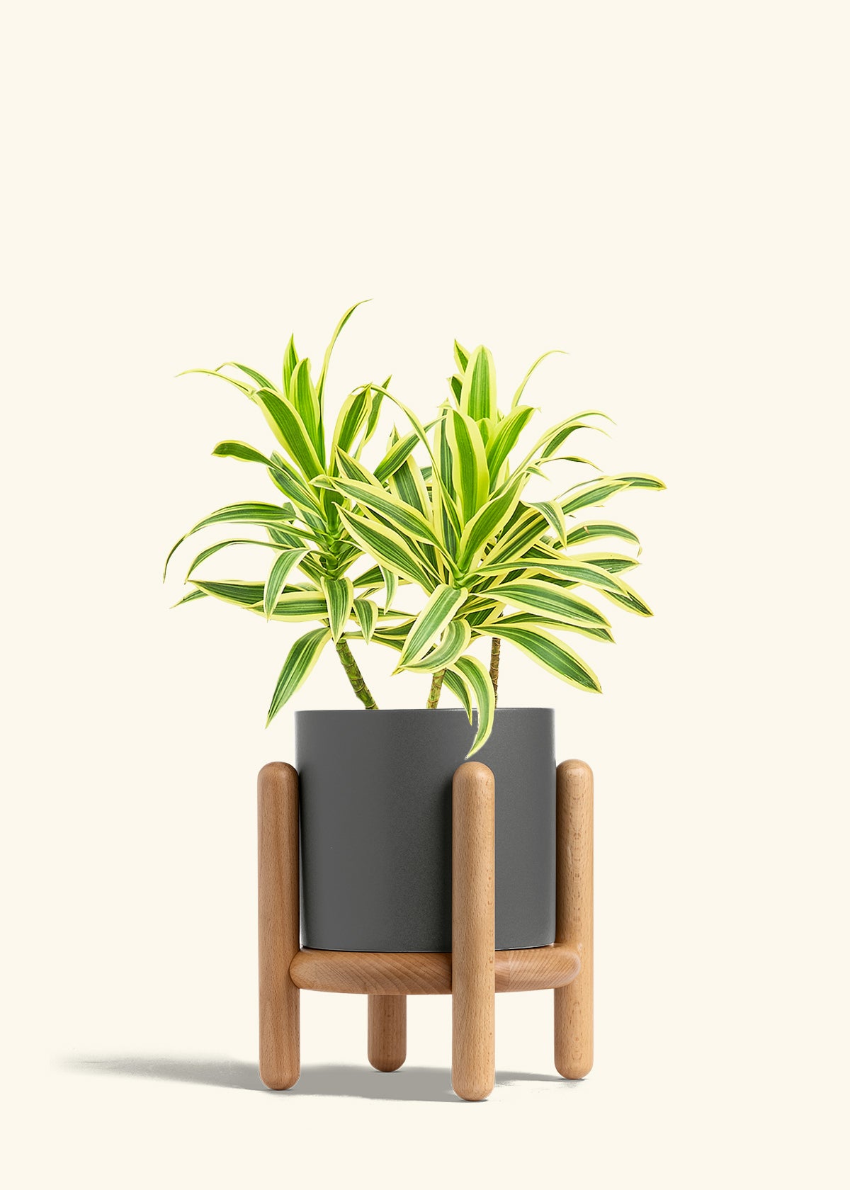 Dracaena Song of India in a 6 inches Charcoal Classic Cylinder Planter in a Beech Wood Stand