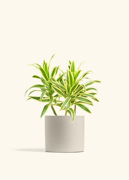 Dracaena 'Song of India'