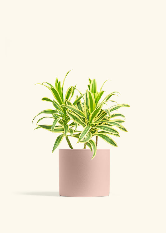 Dracaena 'Song of India'