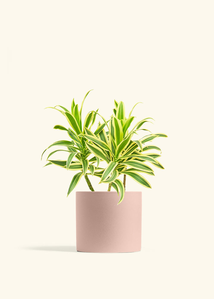 Dracaena 'Song of India'