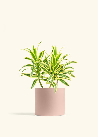 Dracaena Song of India in a 6 inches Pink Classic Cylinder Planter 