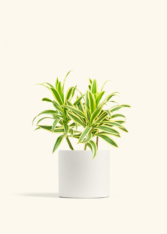Dracaena Song of India in a 6 inches White Classic Cylinder Planter 