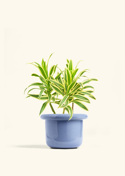 Dracaena Song of India in a 6 inches Fat Lip Blue Planter 