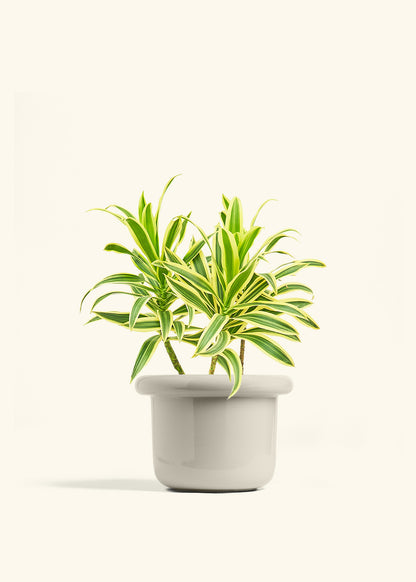 Dracaena Song of India in a 6 inches Fat Lip Oat Planter 