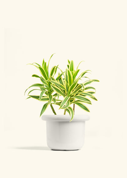 Dracaena Song of India in a 6 inches Fat Lip White Planter 