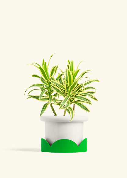 Dracaena Song of India in a 6 inches Fat Lip White Planter in a Shamrock Petal Drip Tray