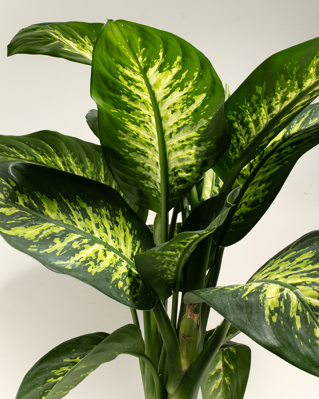 Dieffenbachia Tropic Snow