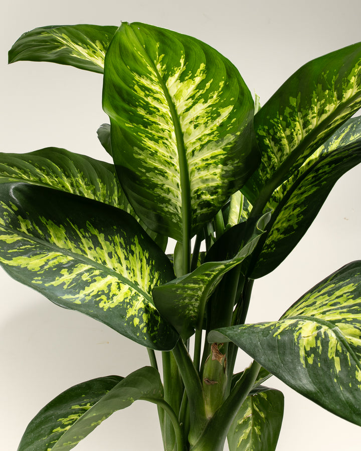 Dieffenbachia Tropic Snow