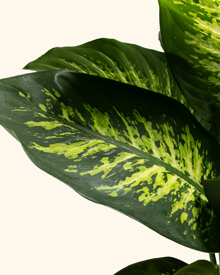 Dieffenbachia Tropic Snow