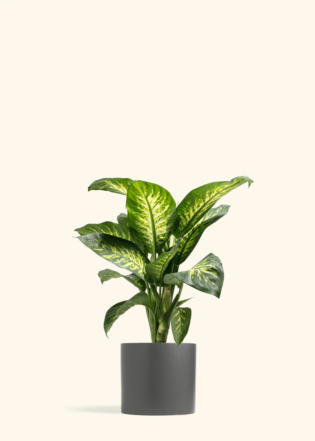 Dieffenbachia Tropic Snow