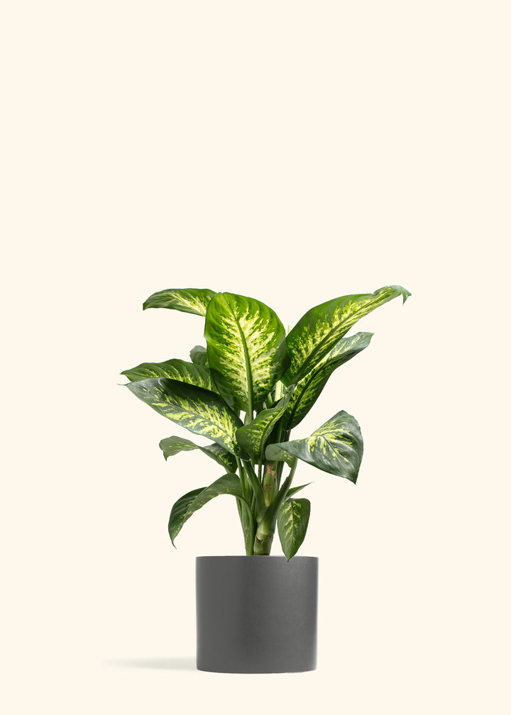 Dieffenbachia Tropic Snow