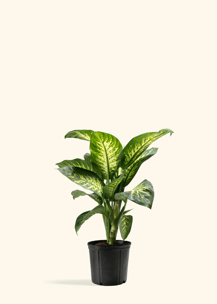 Dieffenbachia Tropic Snow