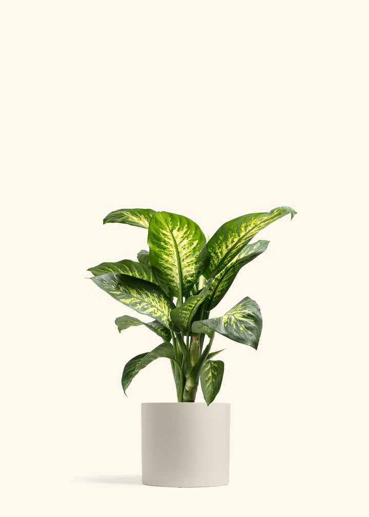 Dieffenbachia Tropic Snow