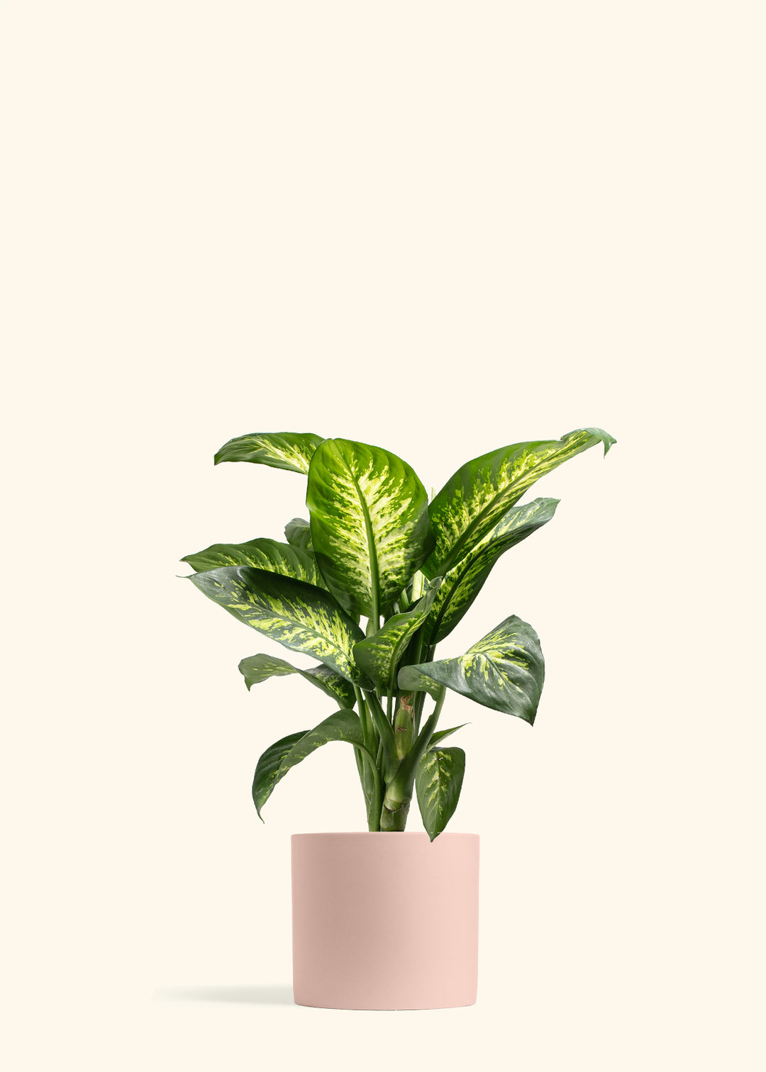 Dieffenbachia Tropic Snow