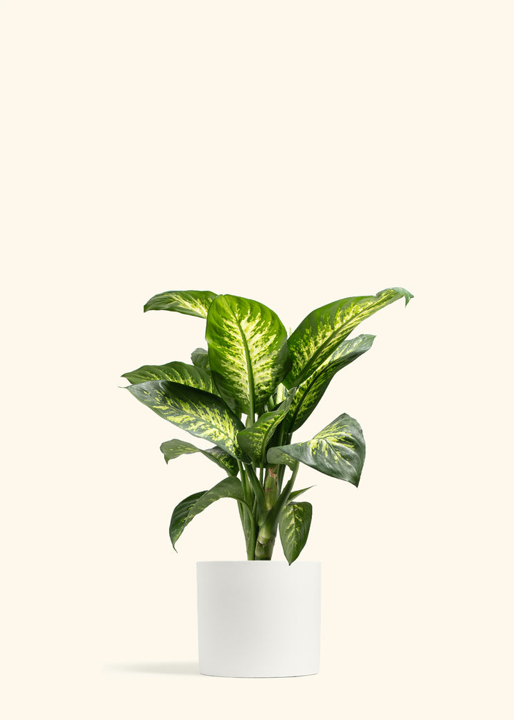 Dieffenbachia Tropic Snow
