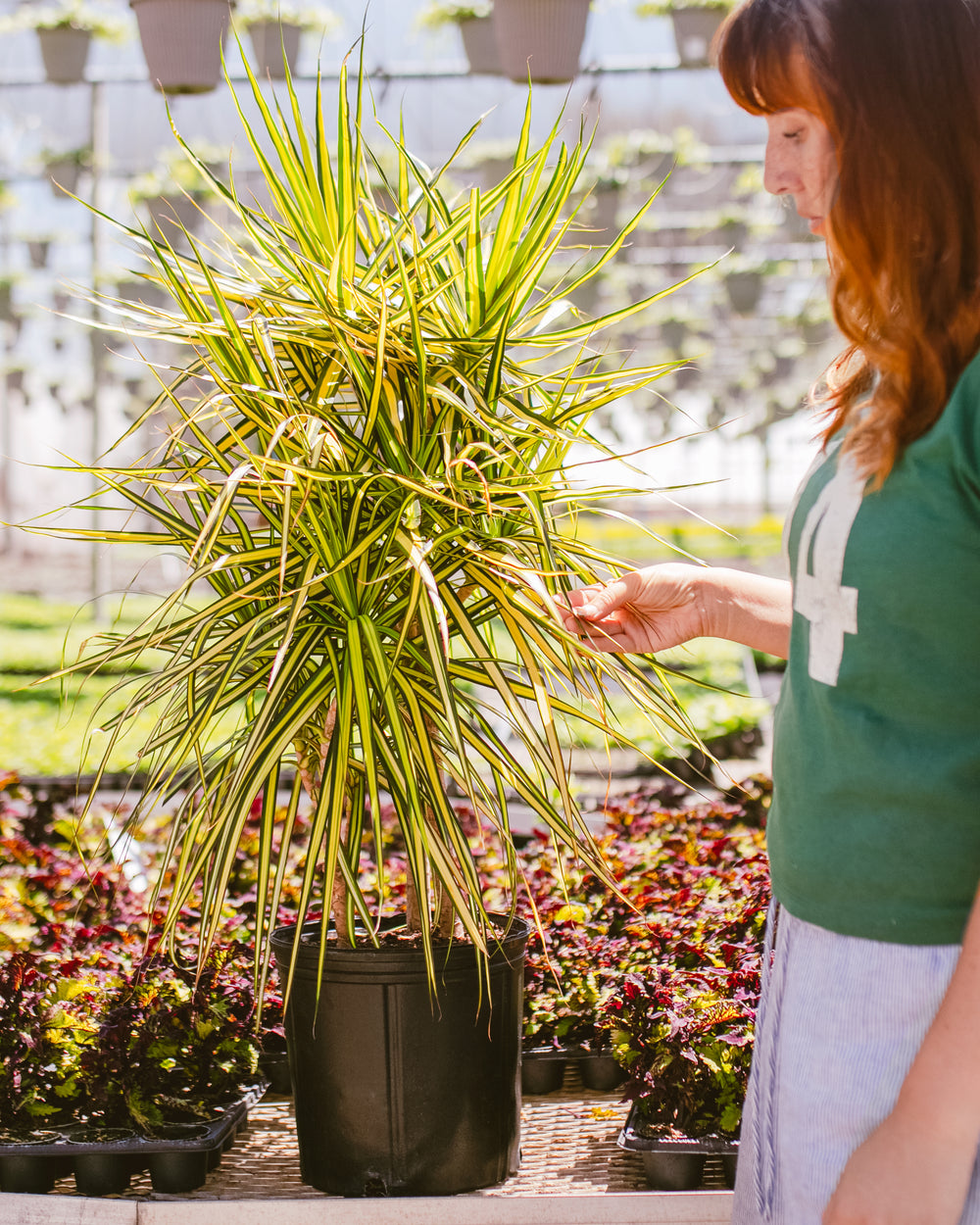 Dracaena Ray of Sunshine