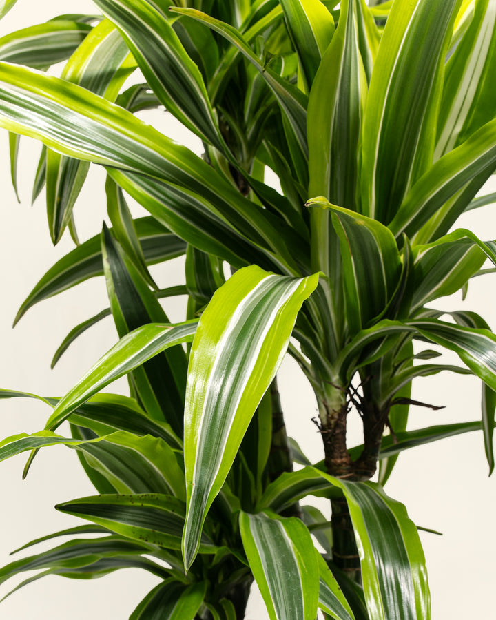 Dracaena Lemon Lime