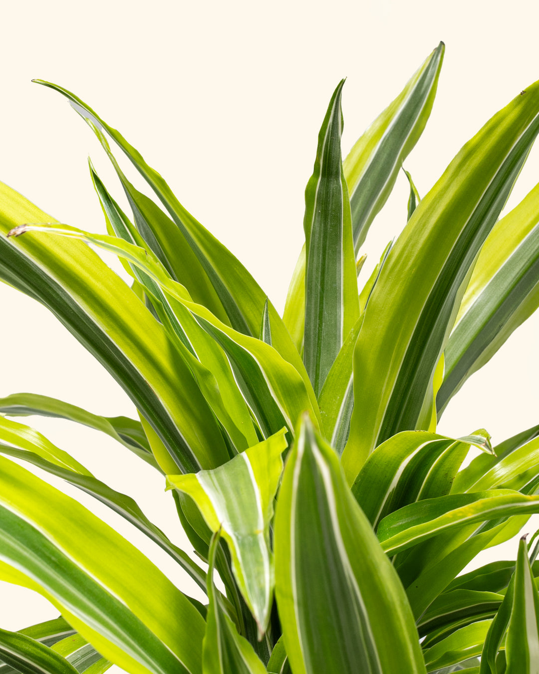 Dracaena Lemon Lime