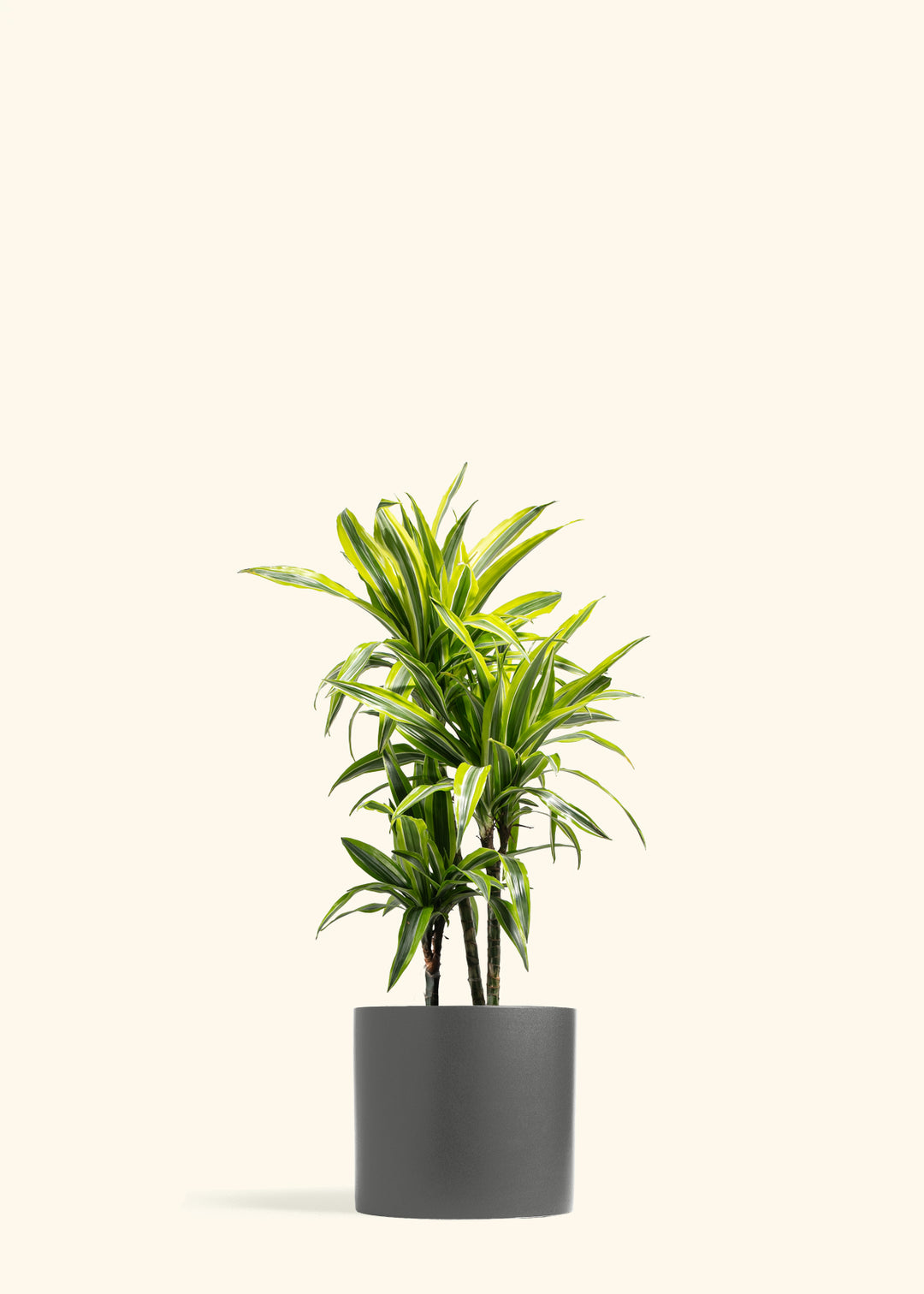 Dracaena Lemon Lime