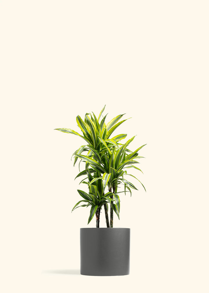 Dracaena Lemon Lime