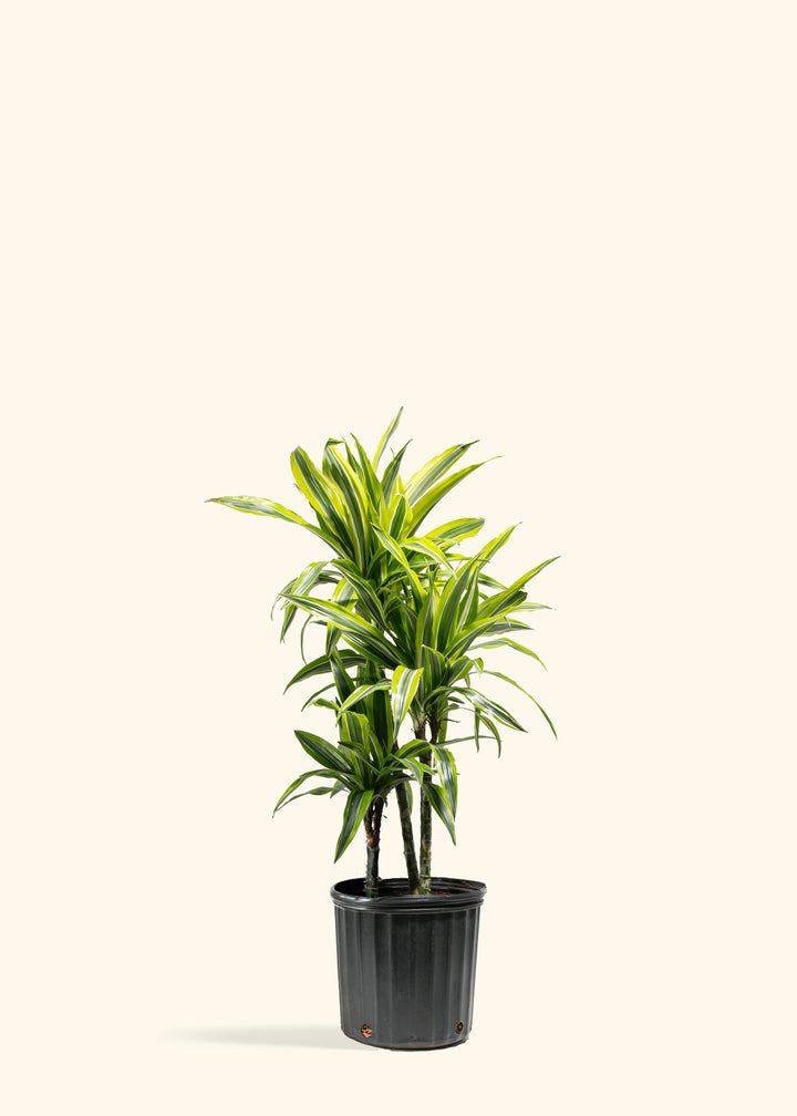 Dracaena Lemon Lime