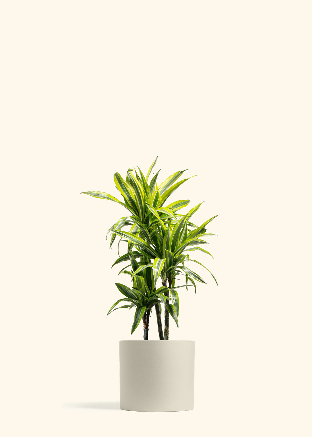 Dracaena Lemon Lime